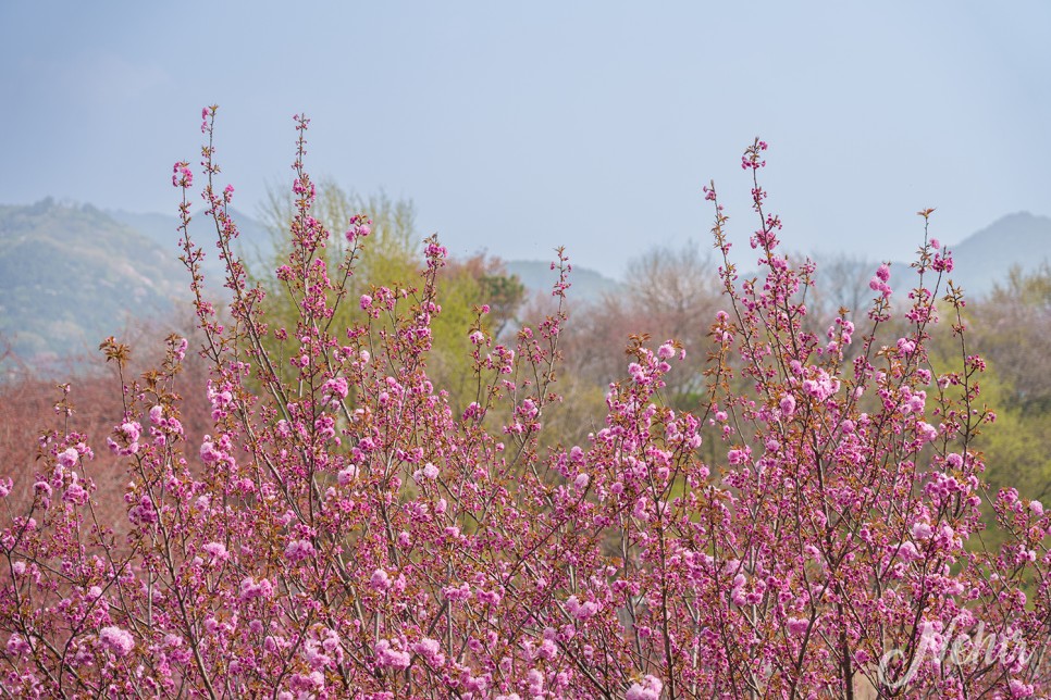 전주 완산칠봉 꽃동산 완산공원 주차장 실시간 철쭉 겹벚꽃 전주 나들이