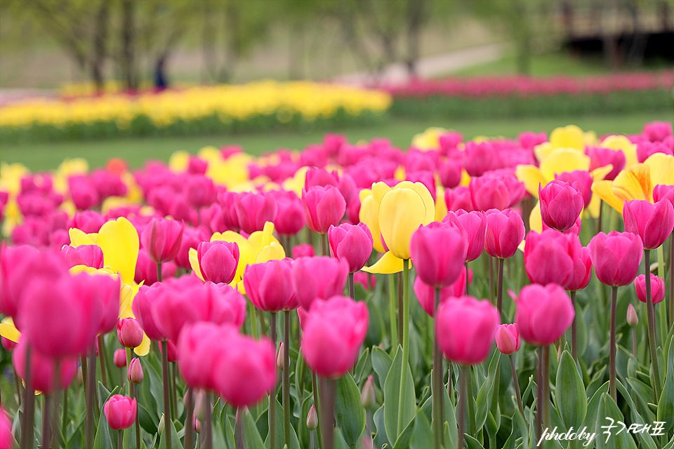 봄꽃구경 전남 4월 꽃구경 순천 튤립 오천그린광장