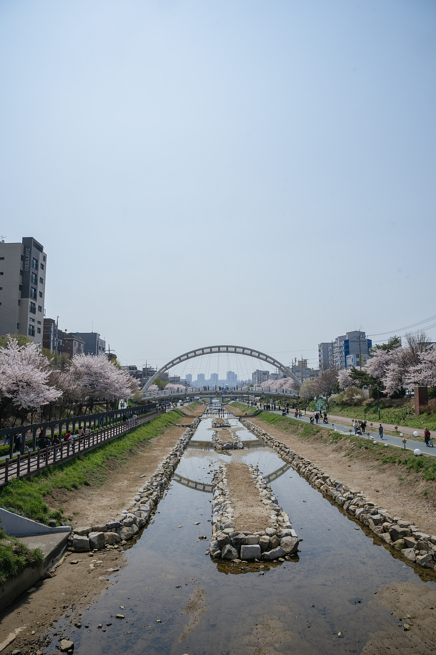 서울 10대 벚꽃 명소 은평구 불광천 24년 벚꽃축제 뒷이야기