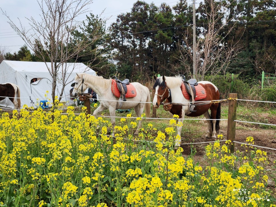 제주 녹산로 유채꽃도로 벚꽃 콜라보 가시리 2024 서귀포 유채꽃 축제