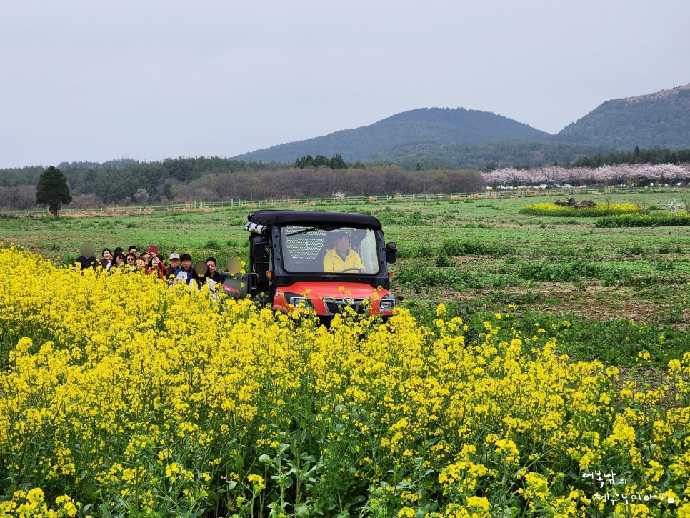 제주 녹산로 유채꽃도로 벚꽃 콜라보 가시리 2024 서귀포 유채꽃 축제