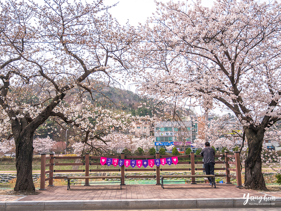전북 정읍 여행 정읍 벚꽃 축제 장소