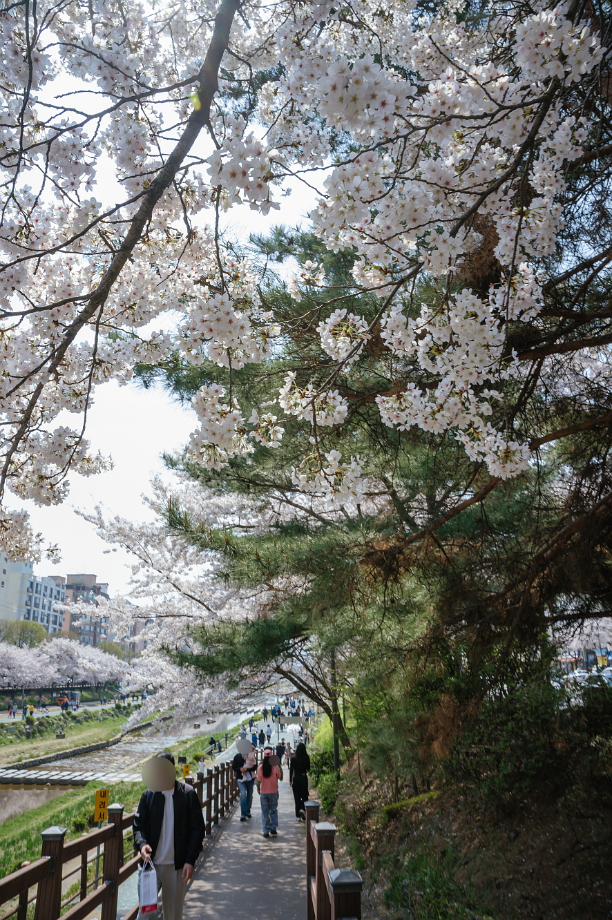 서울 10대 벚꽃 명소 은평구 불광천 24년 벚꽃축제 뒷이야기