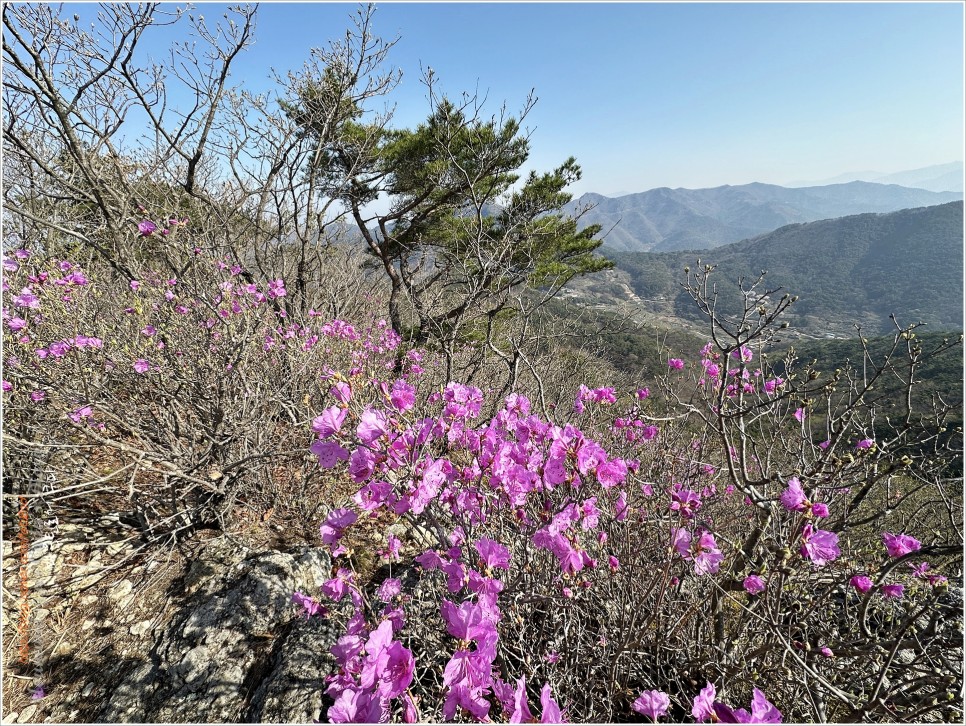 밀양, 금오산 / 양산, 천태산 최단코스