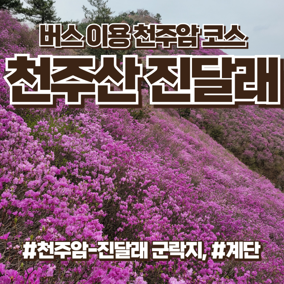 창원 천주산 진달래꽃, 최단 시간 천주암코스, 천주산 주차 포기 버스 이용 후기