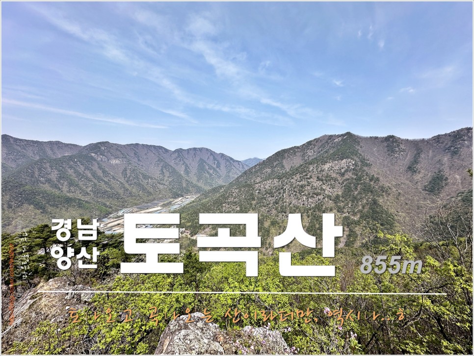 양산 토곡산 - 吐하고 哭이 나오는 山이라더만..