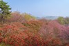 전주 완산칠봉 꽃동산 완산공원 주차장 실시간 철쭉 겹벚꽃 전주 나들이