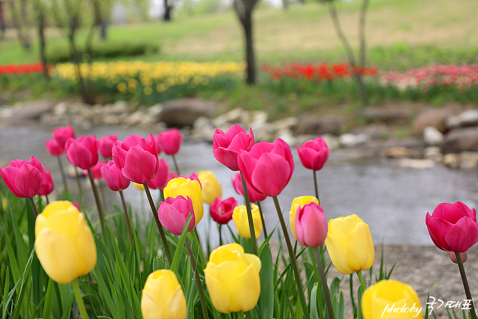 봄꽃구경 전남 4월 꽃구경 순천 튤립 오천그린광장