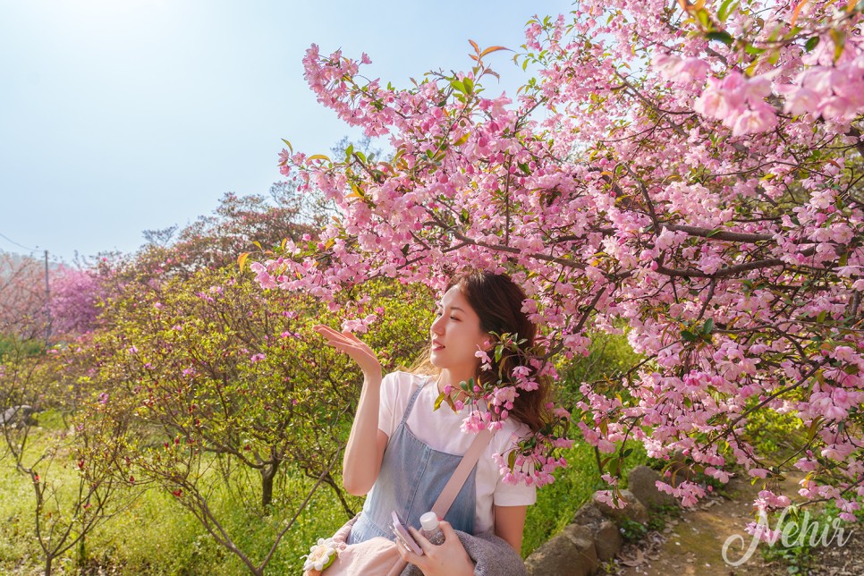 전주 완산칠봉 꽃동산 완산공원 주차장 실시간 철쭉 겹벚꽃 전주 나들이