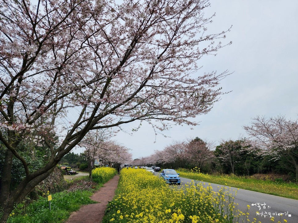 제주 녹산로 유채꽃도로 벚꽃 콜라보 가시리 2024 서귀포 유채꽃 축제