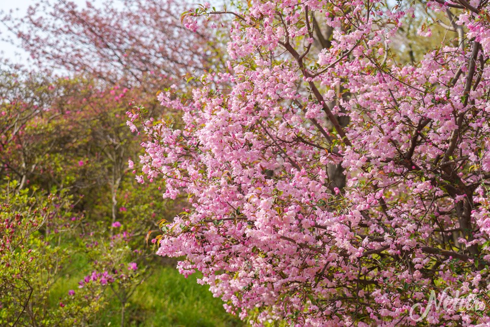 전주 완산칠봉 꽃동산 완산공원 주차장 실시간 철쭉 겹벚꽃 전주 나들이