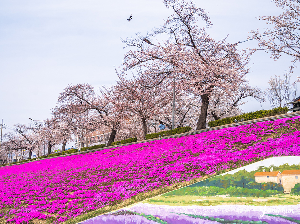 전북 정읍 여행 정읍 벚꽃 축제 장소