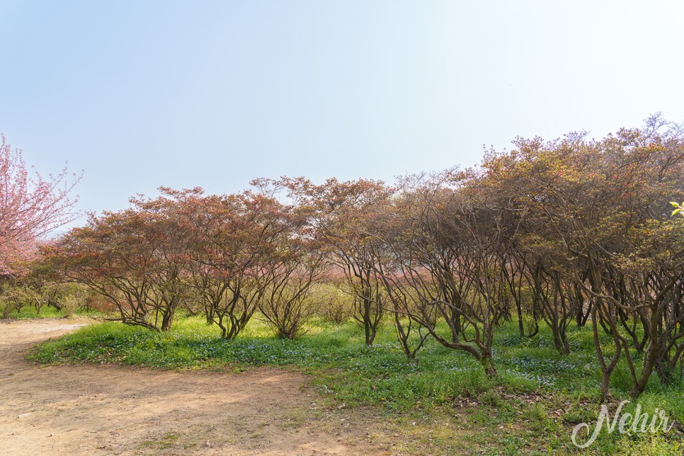 전주 완산칠봉 꽃동산 완산공원 주차장 실시간 철쭉 겹벚꽃 전주 나들이