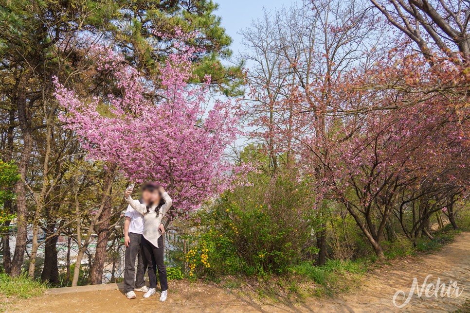 전주 완산칠봉 꽃동산 완산공원 주차장 실시간 철쭉 겹벚꽃 전주 나들이