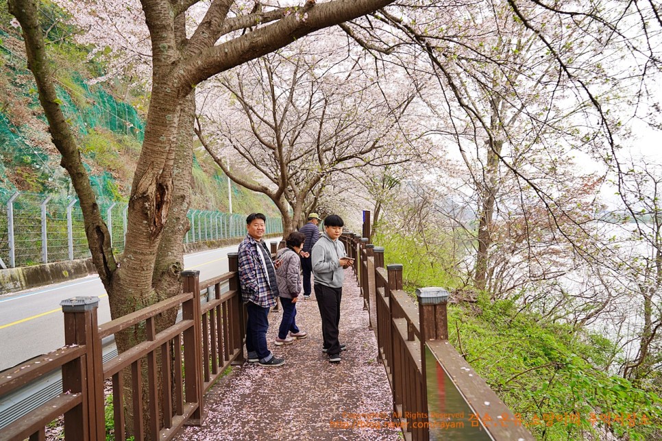 섬진강벚꽃길 곡성벚꽃길 / 구례 섬진강 수달서식지 4월 6일