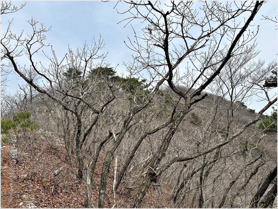 양산 토곡산 - 吐하고 哭이 나오는 山이라더만..