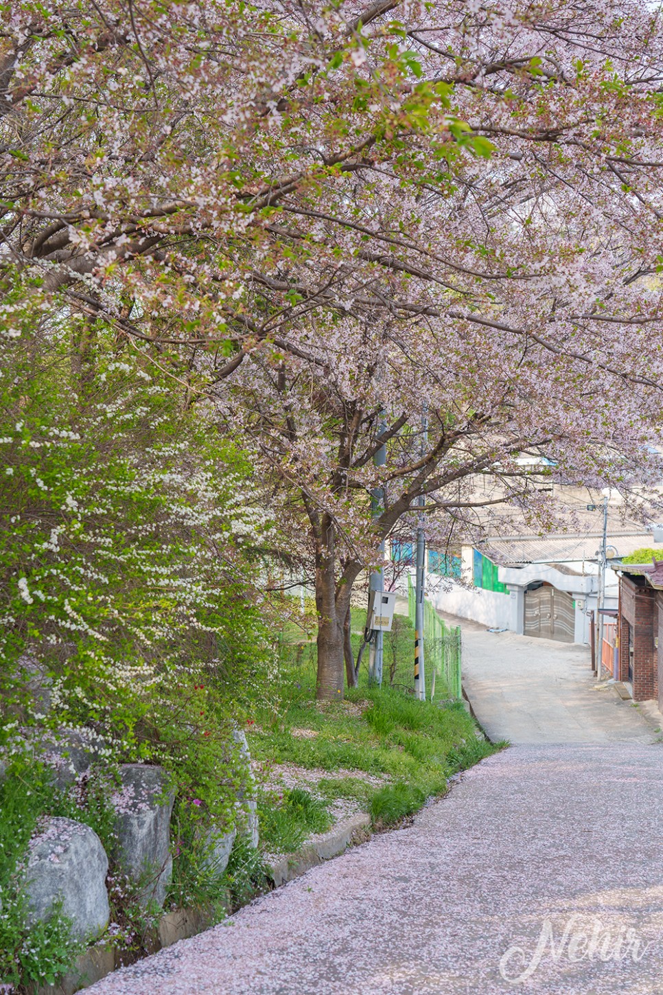 전주 완산칠봉 꽃동산 완산공원 주차장 실시간 철쭉 겹벚꽃 전주 나들이