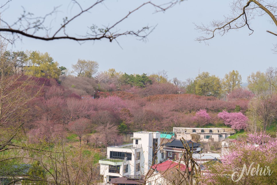 전주 완산칠봉 꽃동산 완산공원 주차장 실시간 철쭉 겹벚꽃 전주 나들이