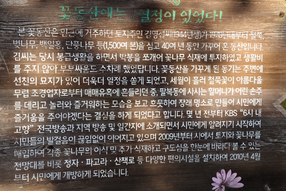 겹벚꽃명소 완산칠봉꽃동산 전주 완산꽃동산 4월13일 실시간
