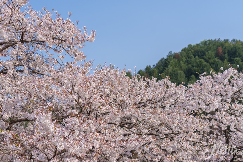 경기도 벚꽃 가평 에덴동산 에덴벚꽃길 벚꽃축제