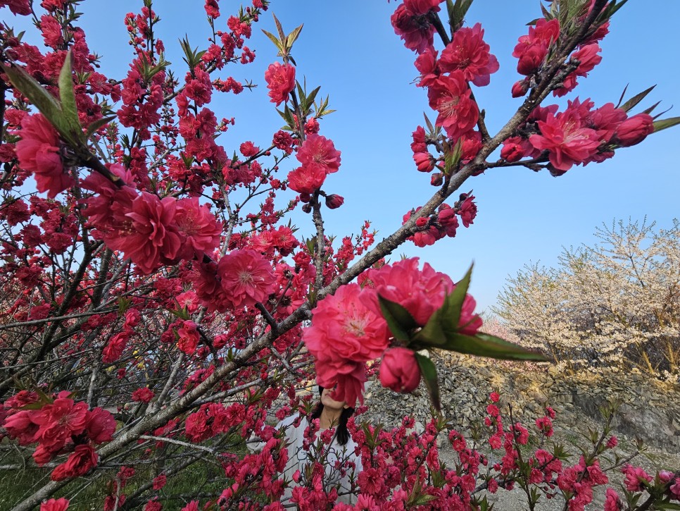 충남 벚꽃 명소 태안 안면암 2024년 마지막 벚꽃 여행