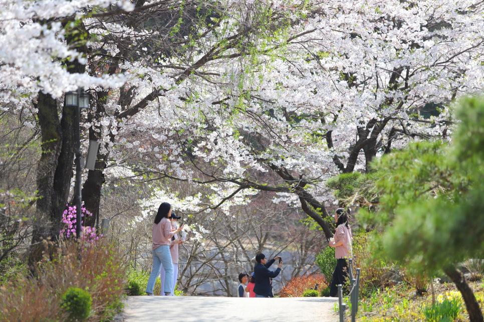 가평 가볼만한곳 아침고요수목원 4월 봄꽃축제 데이트 코스 추천