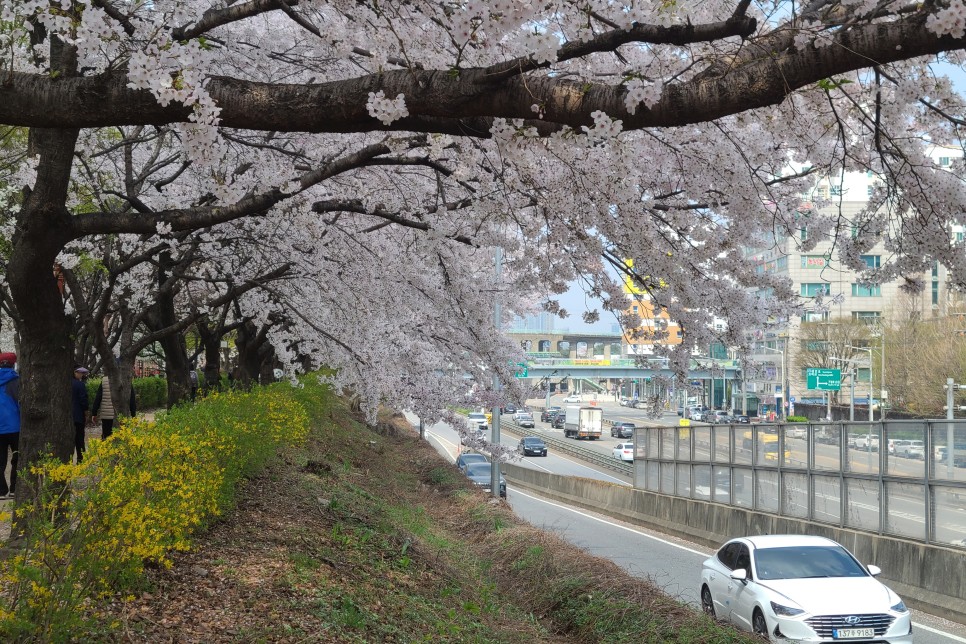 안양천 벚꽃구경(구일역 인근) 올해 벚꽃구경은 간단히 했네요~ 서울 벚꽃 명소