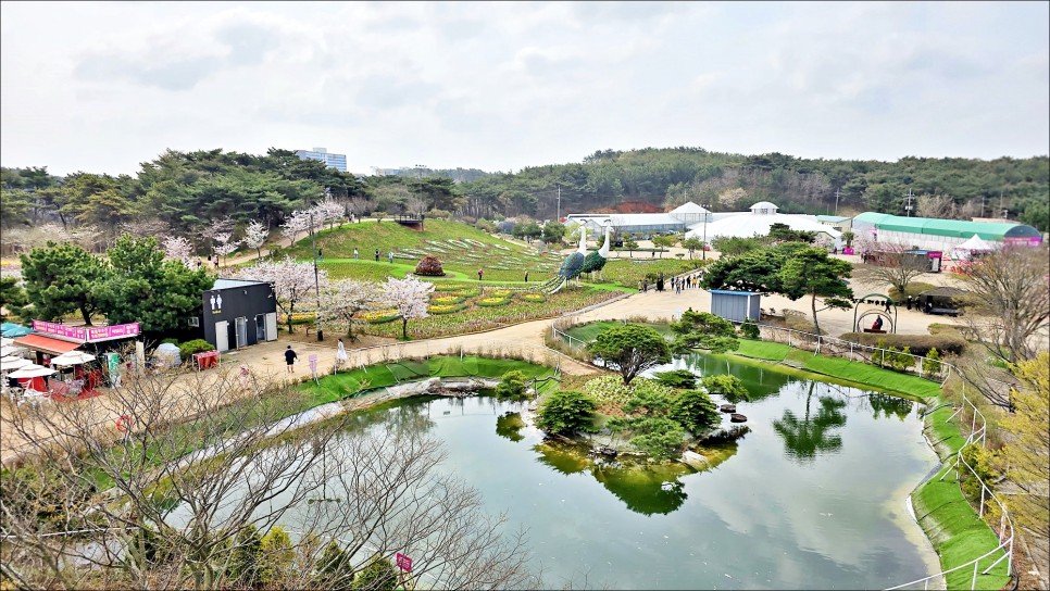 충남 태안 가볼만한곳 안면도 꽃축제 코리아플라워파크 세계튤립꽃박람회 태안여행 추천!