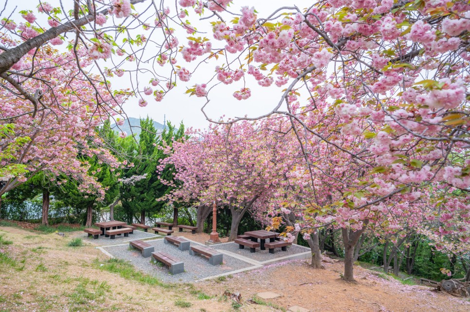 4월 겹벚꽃 여행 : 대한민국 겹벚꽃 추천 명소들 개화시기