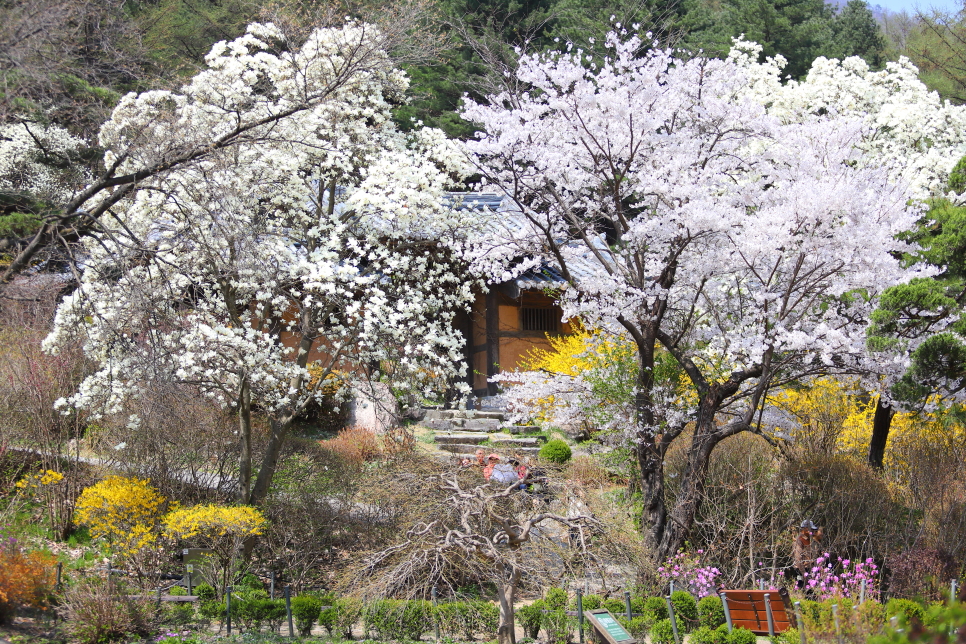 가평 가볼만한곳 아침고요수목원 4월 봄꽃축제 데이트 코스 추천