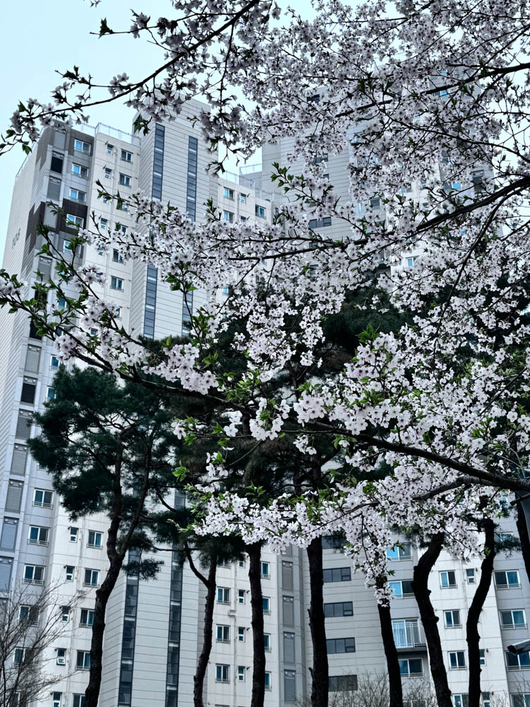 아이폰 벚꽃 사진 보정 기본 어플로 색감 편집 꿀팁