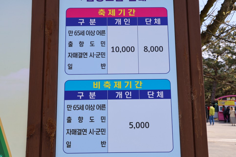 2024 신안 튤립축제 튤립 명소 신안 임자도 만개