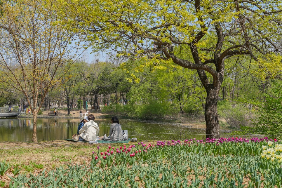 서울숲 벚꽃 지고 서울숲 튤립 축제 서울 봄 나들이 갈만한곳