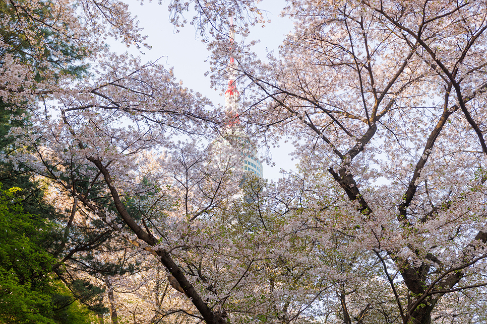 남산타워 전망대 가는법 버스 산책 서울 명소 데이트 벚꽃엔딩