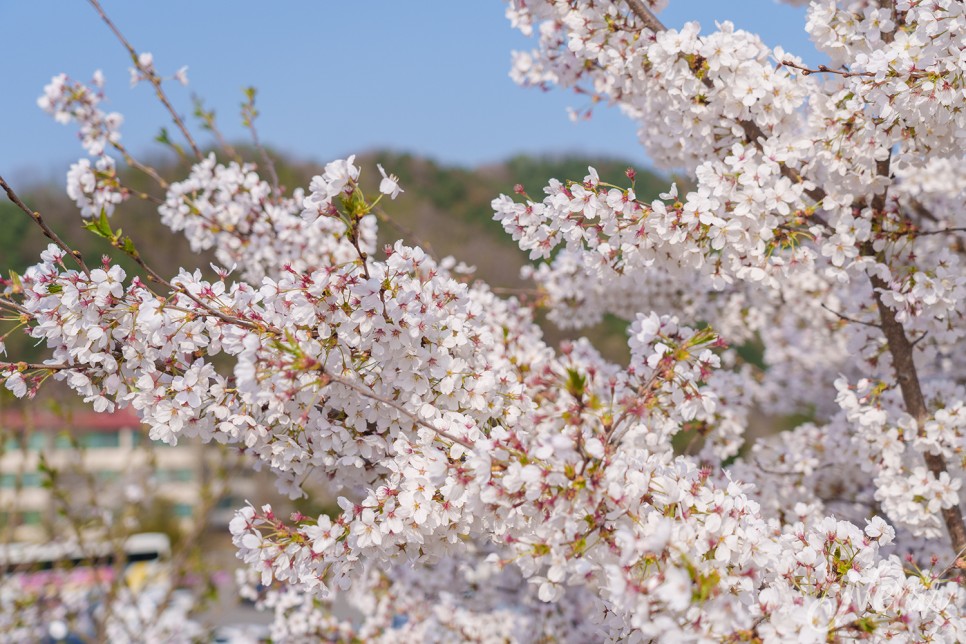 경기도 벚꽃 가평 에덴동산 에덴벚꽃길 벚꽃축제