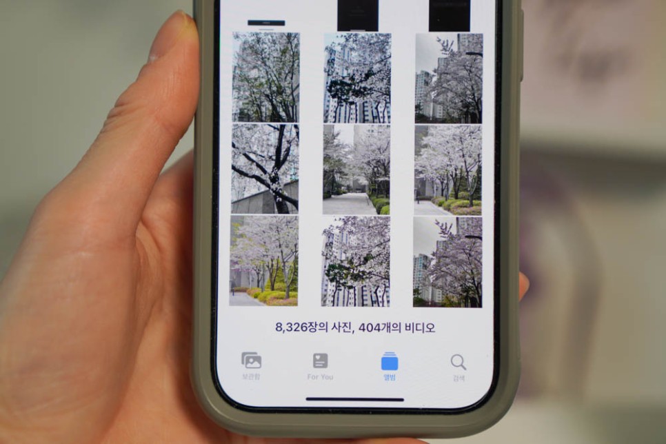 아이폰 벚꽃 사진 보정 기본 어플로 색감 편집 꿀팁