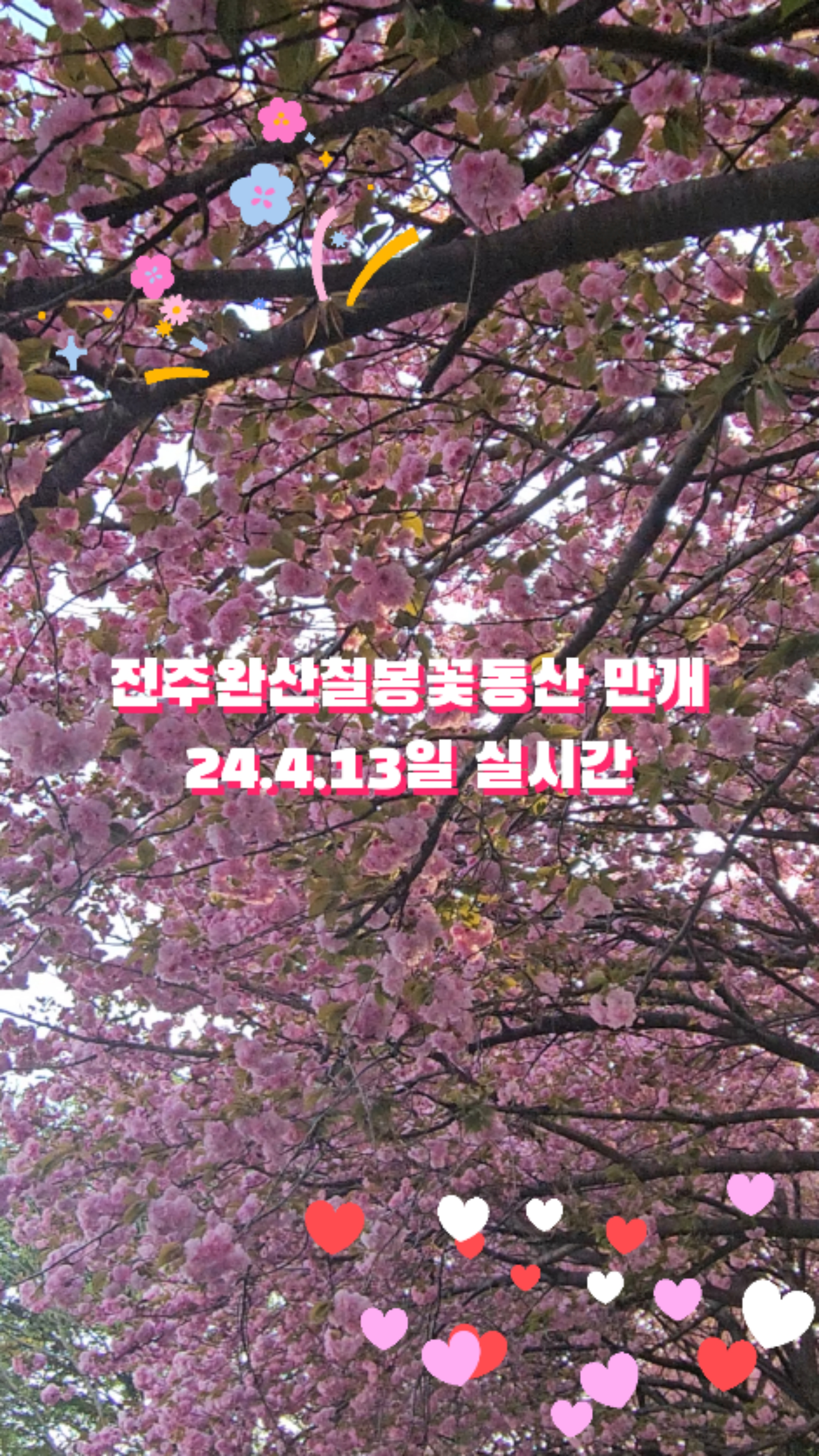 겹벚꽃명소 완산칠봉꽃동산 전주 완산꽃동산 4월13일 실시간