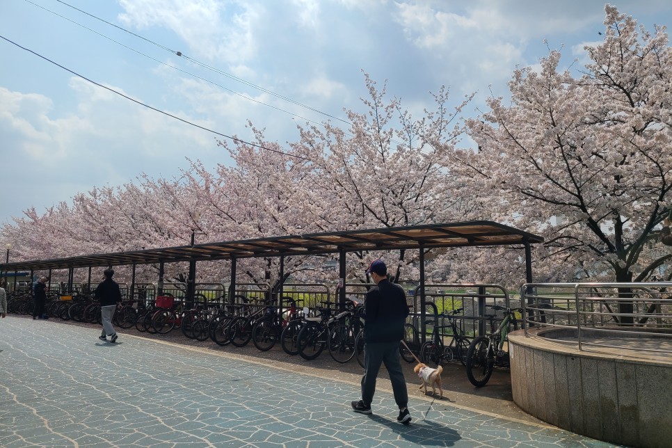 안양천 벚꽃구경(구일역 인근) 올해 벚꽃구경은 간단히 했네요~ 서울 벚꽃 명소