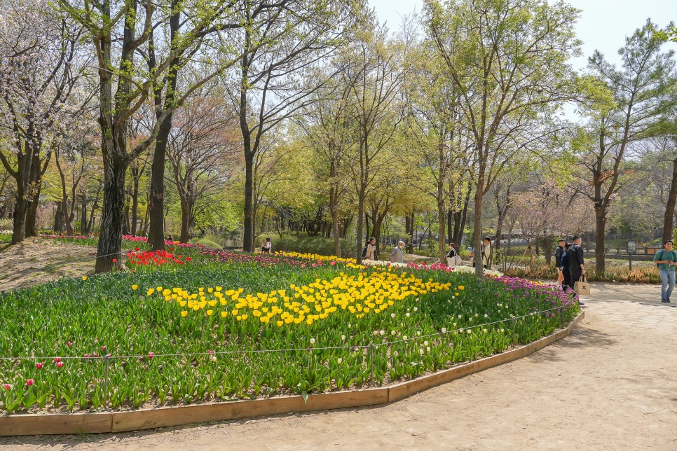 서울숲 벚꽃 지고 서울숲 튤립 축제 서울 봄 나들이 갈만한곳