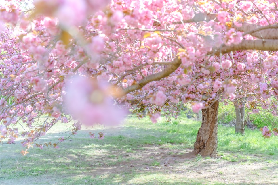 4월 겹벚꽃 여행 : 대한민국 겹벚꽃 추천 명소들 개화시기