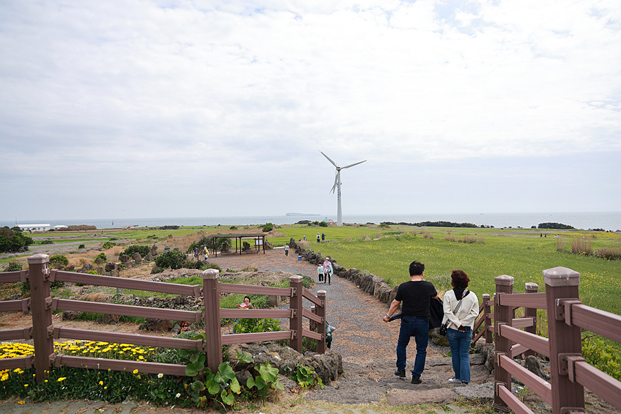 4월 제주도 가볼만한곳 가파도 청보리축제 기간 청보리밭 자전거 제주 가파도 배시간