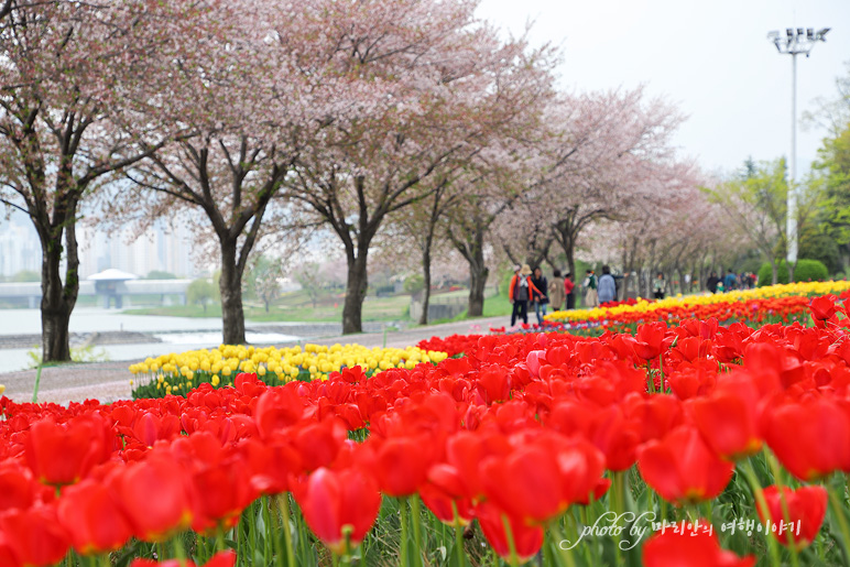 전남 벚꽃 명소 순천 동천 벚꽃 봄나들이