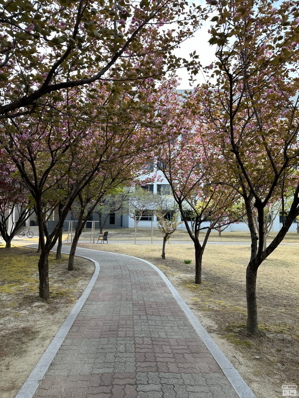 대전 겹벚꽃 명소 카이스트 개화시기 실시간
