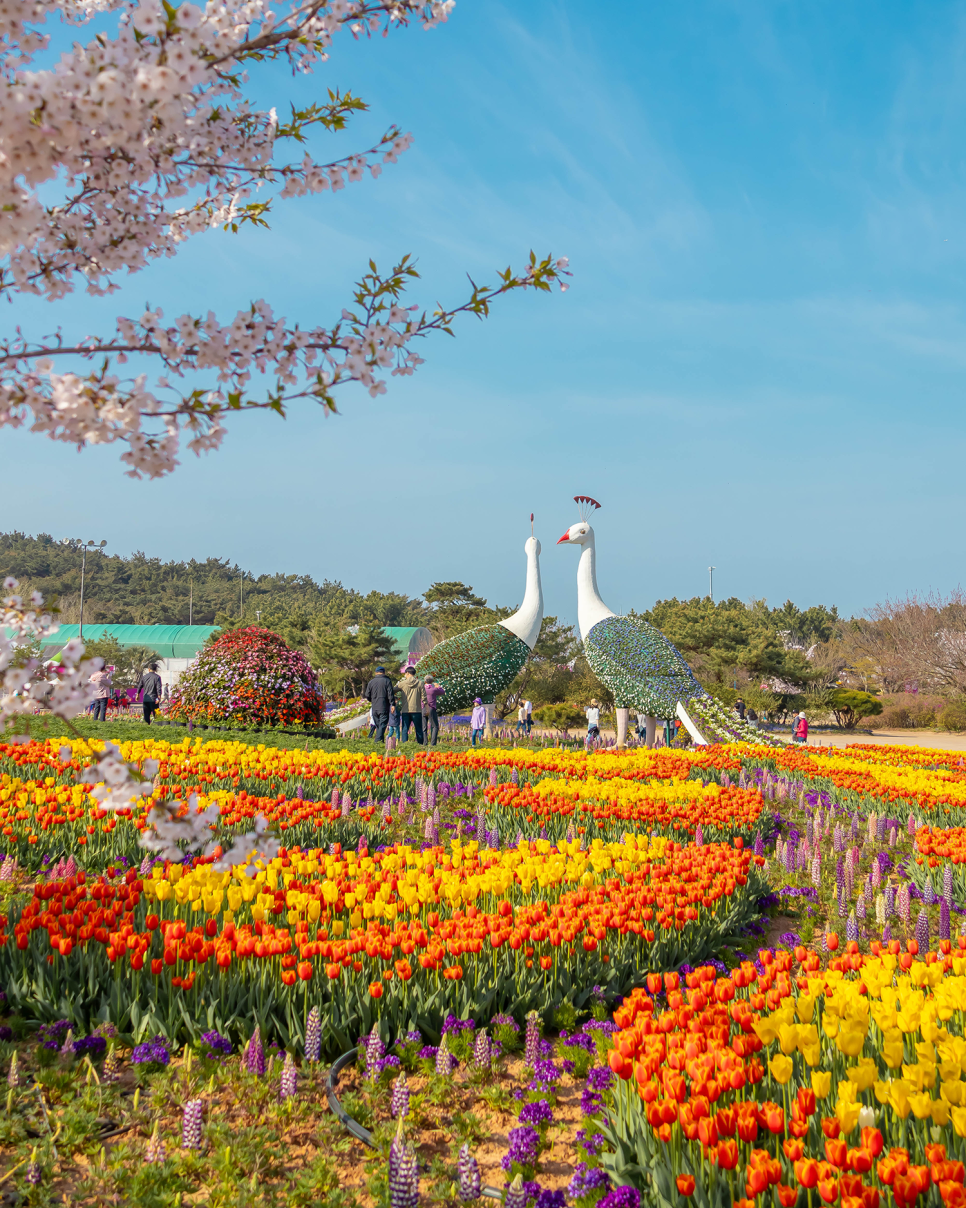 태안 튤립축제  코리아플라워파크 태안 여행 추천 태안 세계 튤립공원 꽃축제