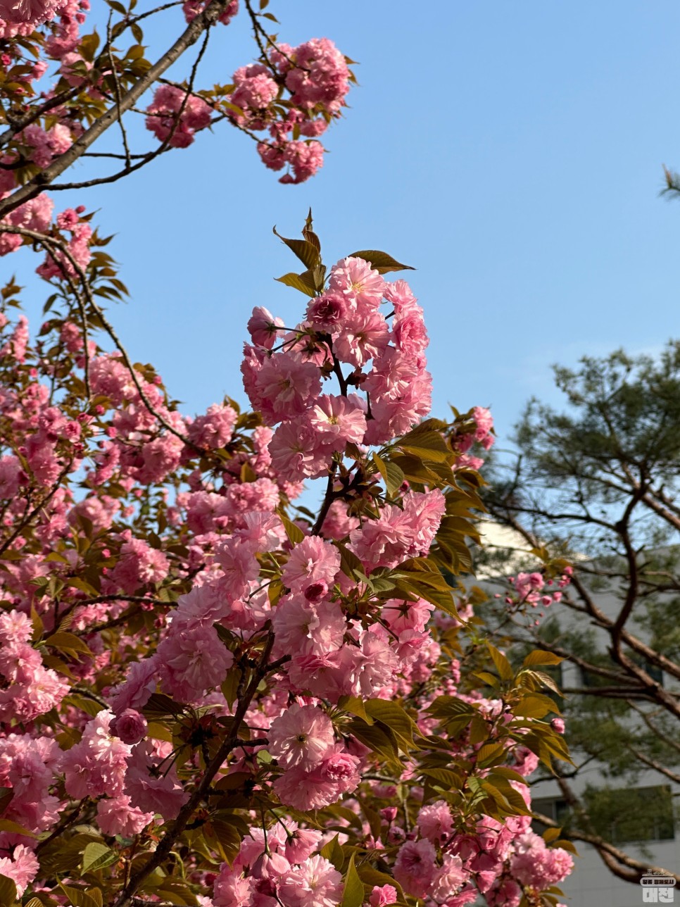대전 겹벚꽃 명소 카이스트 개화시기 실시간