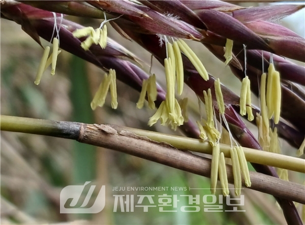 (포토) "좋은 징조(?)..잃어버린 마을에 대나무꽃이 피었습니다.."