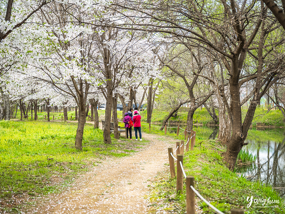 서울 근교 나들이 가평 벚꽃 자라섬 남도 꽃정원