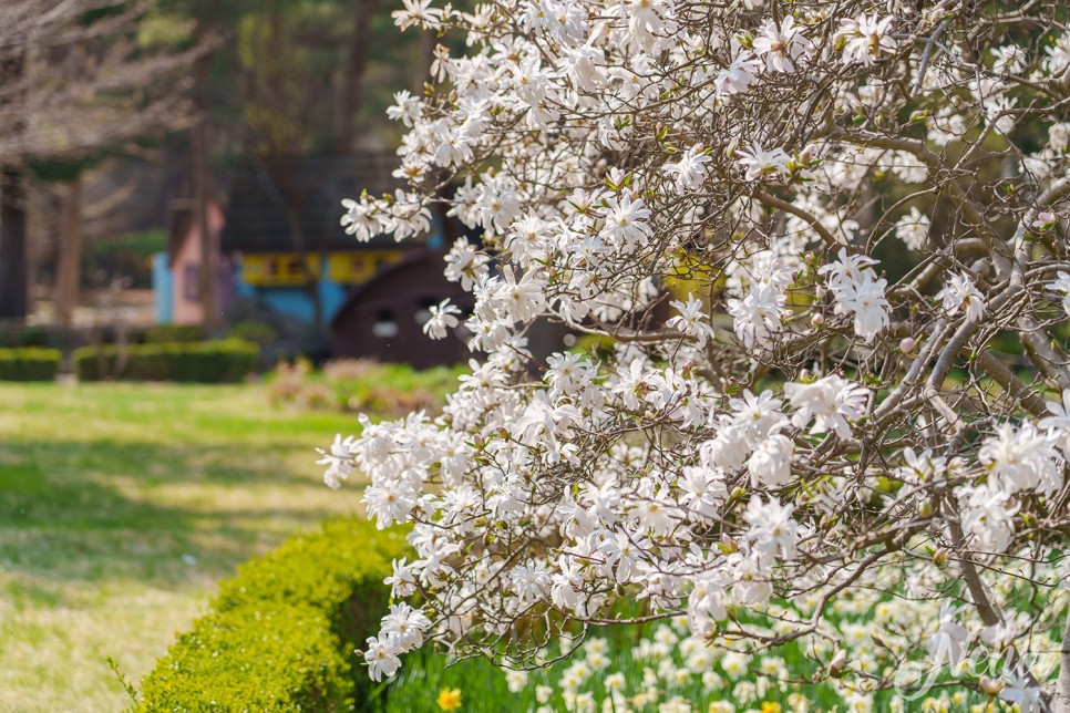 가평 가볼만한곳 아침고요수목원 봄꽃축제 가평 데이트코스