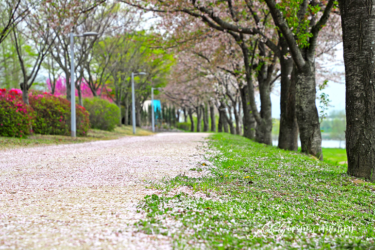 전남 벚꽃 명소 순천 동천 벚꽃 봄나들이