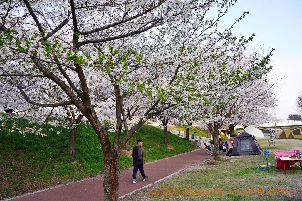 408.곰들덤공원 영천선원강변캠핑장 벚꽃캠핑 4월 7일~8일 부부캠
